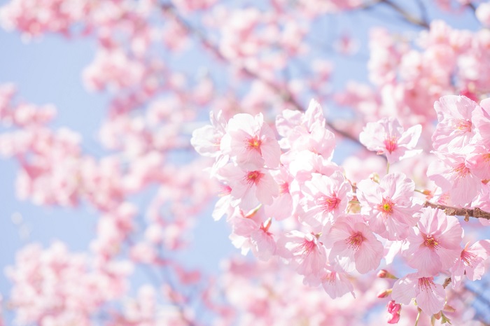 満開の桜に思うこと 親鸞聖人が本当の幸せを求められたきっかけとは | チューリップ企画 スタッフブログ